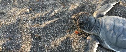 Turtle hatchlings scurrying into the ocean Turtle hatchlings scurrying into the ocean at the Spring Break Conservation Project in Mexico